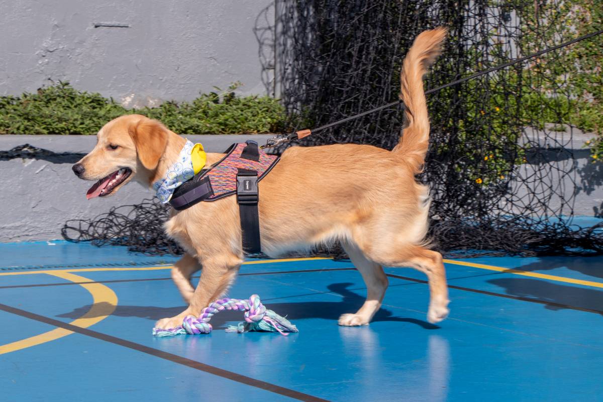 Nosso animado Pet Day - 14