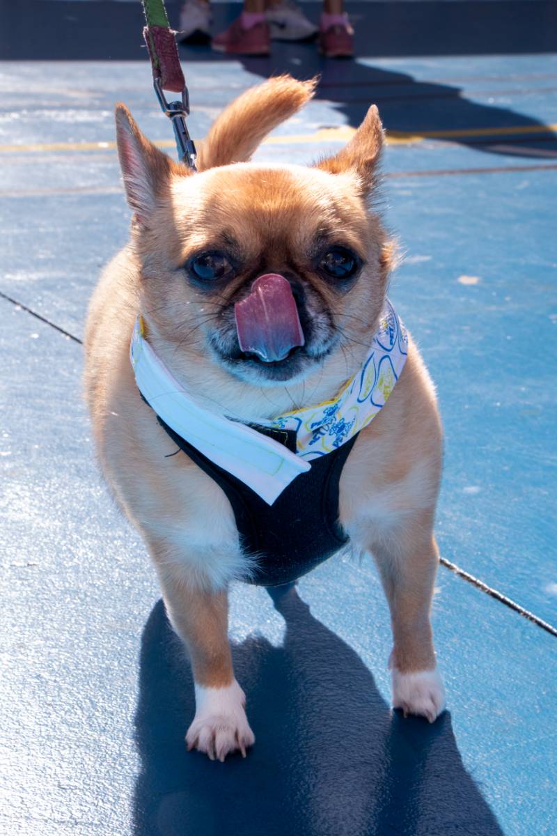 Nosso animado Pet Day - 18