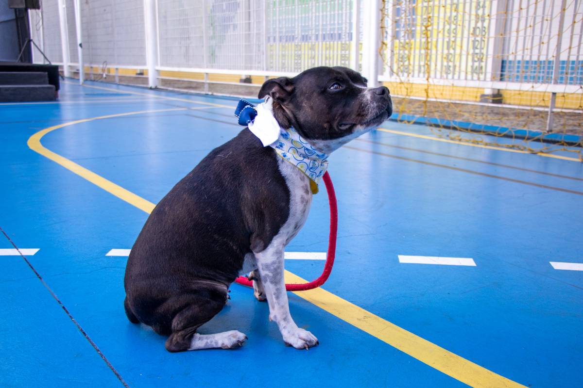 Nosso animado Pet Day - 23