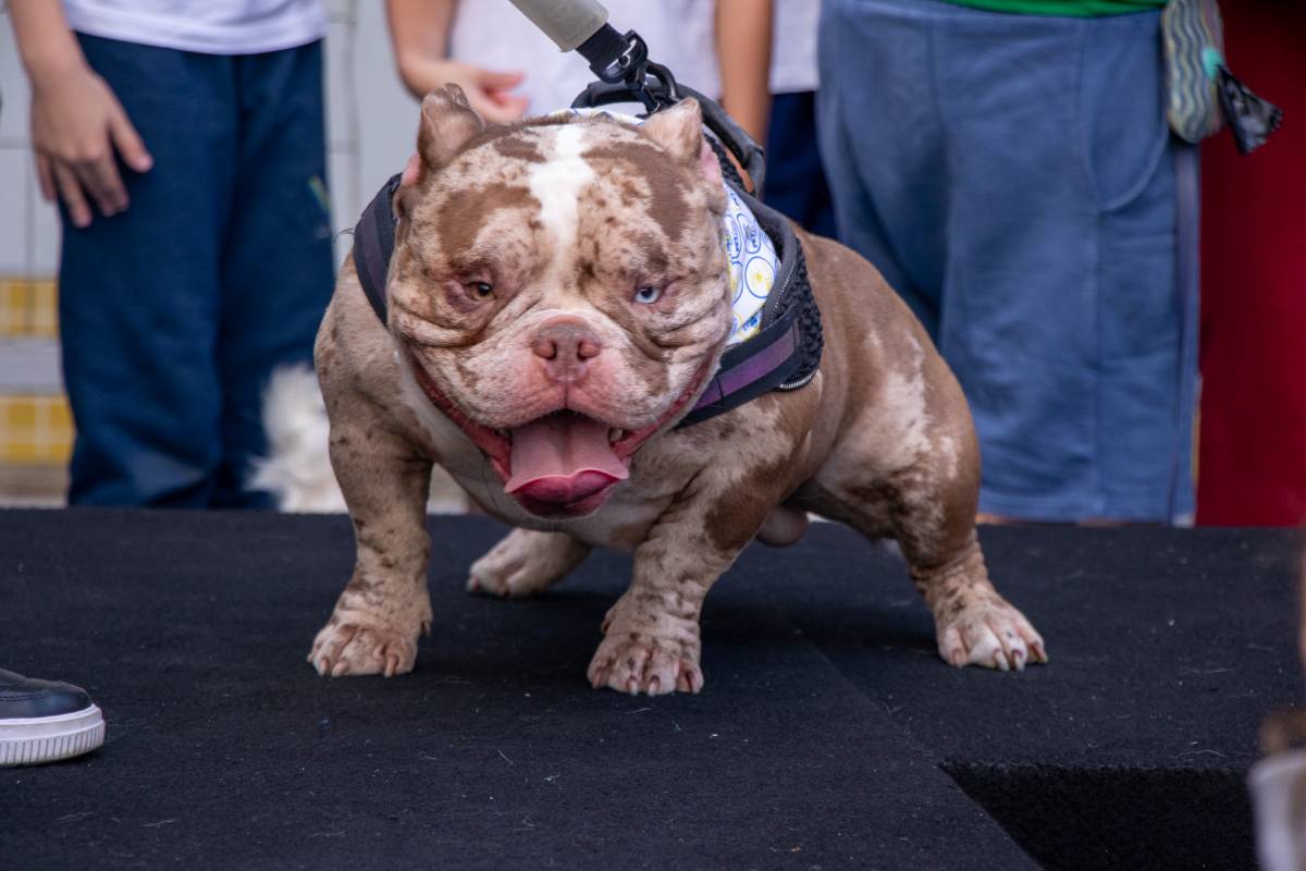 Nosso animado Pet Day - 39